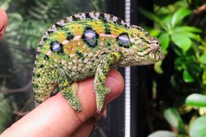 Carpet Chameleons: The Colorful Dwarfs of Madagascar