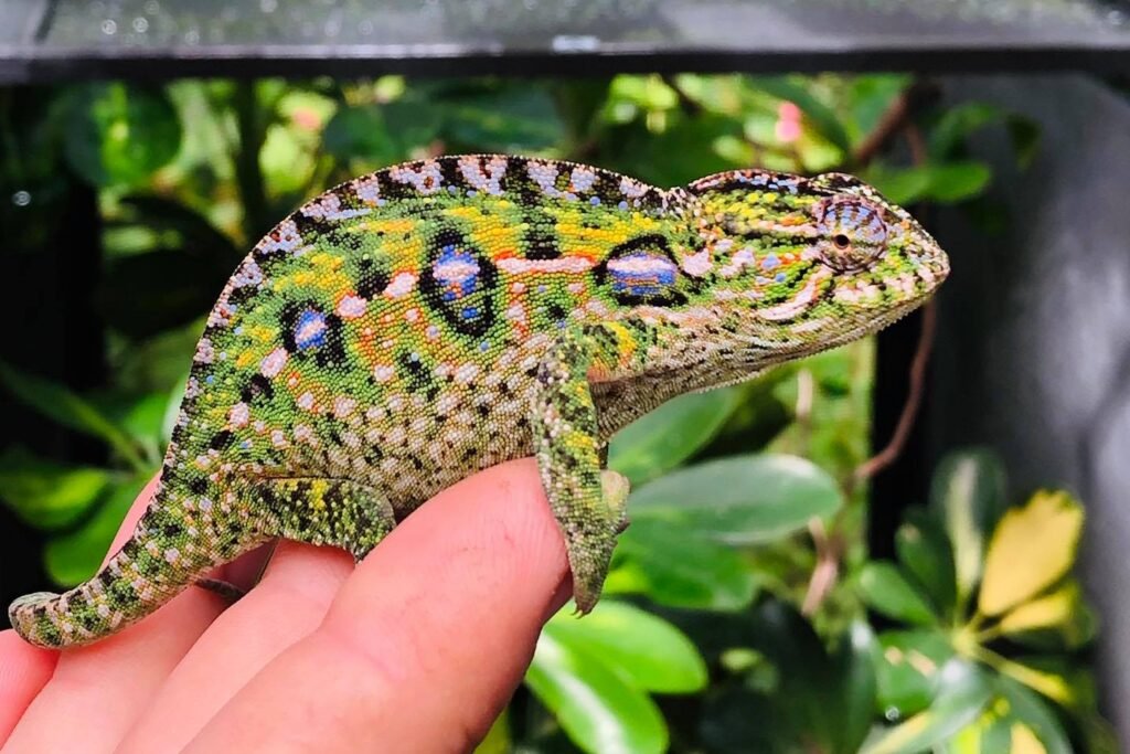 Carpet Chameleons: The Colorful Dwarfs of Madagascar