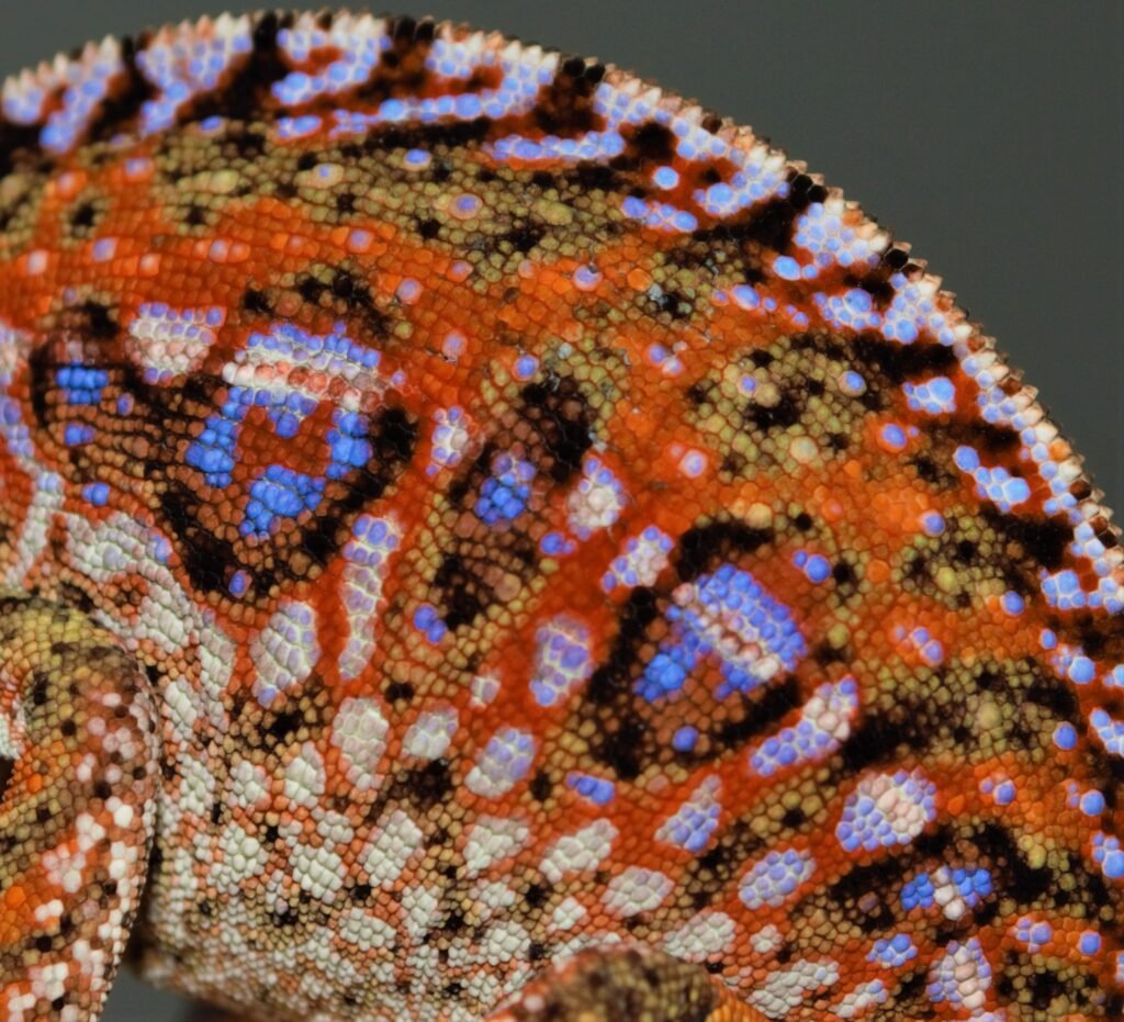 Carpet Chameleons: The Colorful Dwarfs of Madagascar