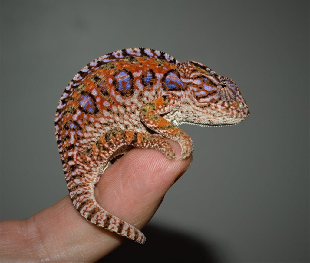 Carpet Chameleons: The Colorful Dwarfs of Madagascar