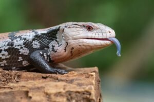 Blue-Tongued Skinks: The Charismatic Lizards with a Colorful Secret