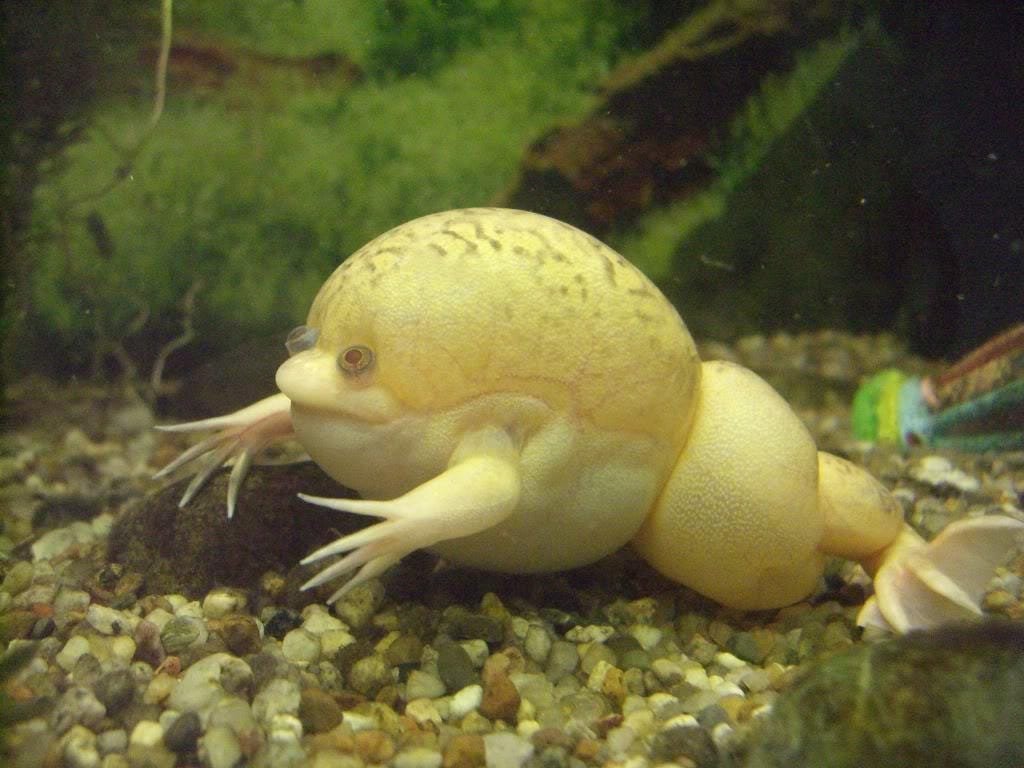 African Dwarf Frogs: Tiny Aquatic Wonders from West Africa