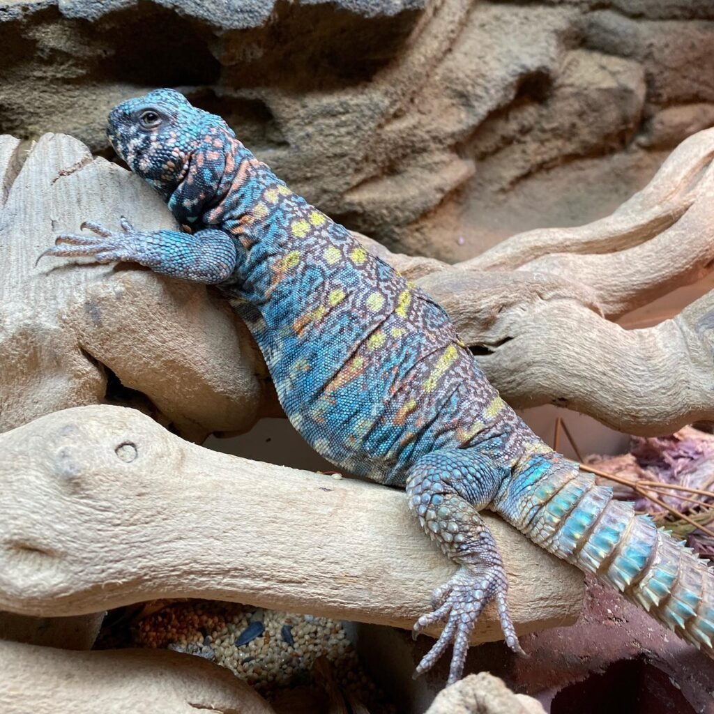 Uromastyx: The Colorful Desert Dwellers with Prehistoric Charm