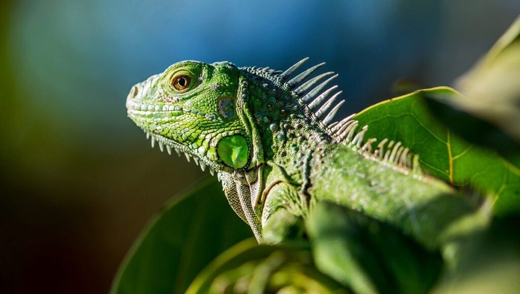 Green Iguanas: The Majestic Herbivores of the Reptile World