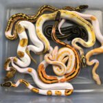 Ball Pythons: The Gentle Giants of the Snake World