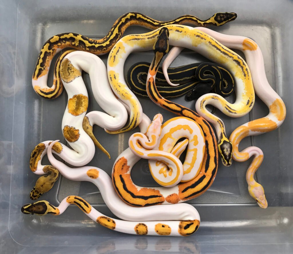 Ball Pythons: The Gentle Giants of the Snake World