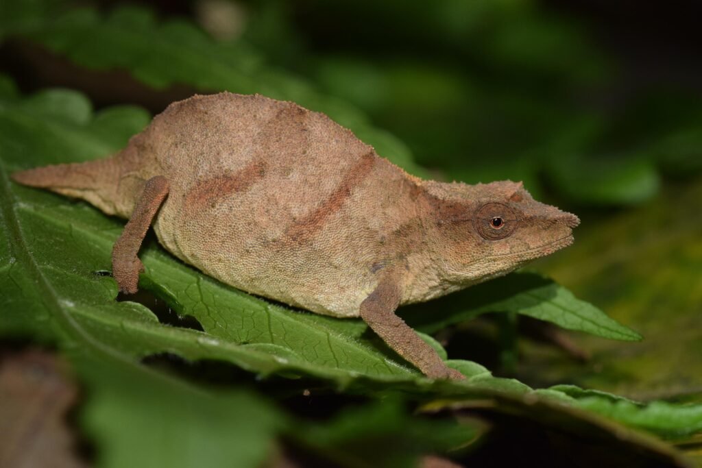 Pygmy Chameleons: The Miniature Marvels of the Chameleon World