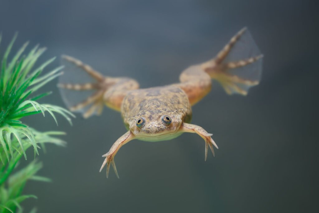 African Dwarf Frogs: Tiny Aquatic Wonders from West Africa