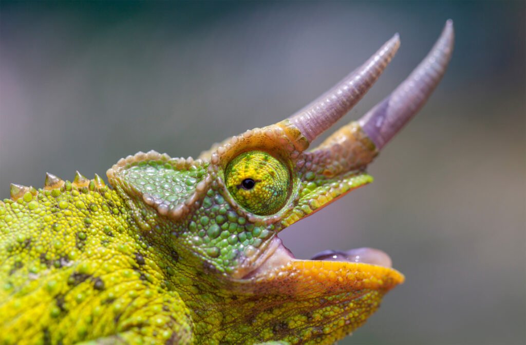 Jackson's Chameleons: The Three-Horned Wonders of East Africa