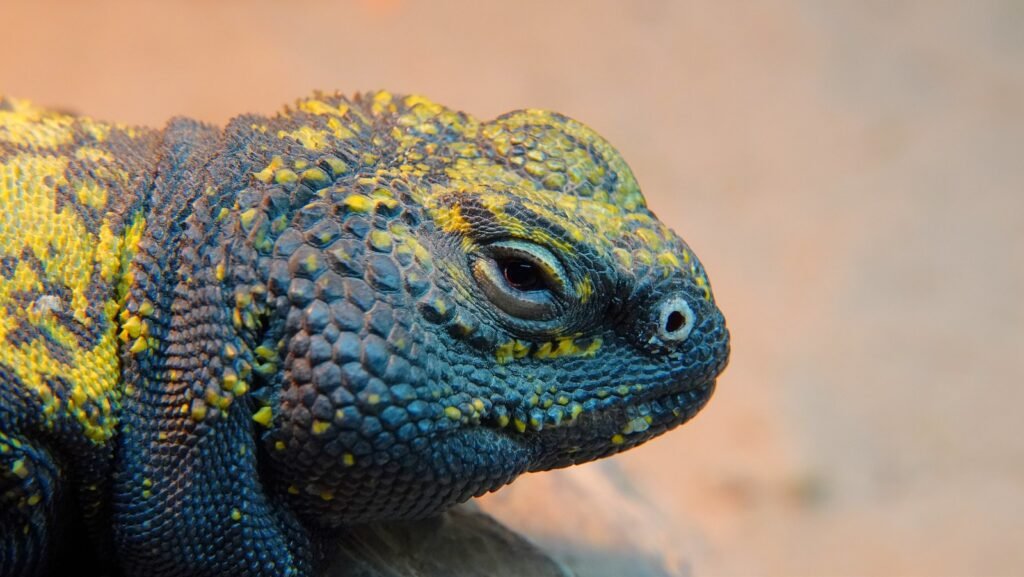 Uromastyx: The Colorful Desert Dwellers with Prehistoric Charm