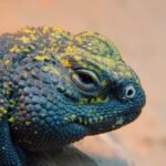 Uromastyx: The Colorful Desert Dwellers with Prehistoric Charm