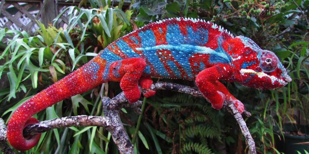 Panther Chameleons: The Living Rainbows of Madagascar