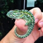 Carpet Chameleons: The Colorful Dwarfs of Madagascar