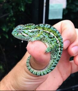 Carpet Chameleons: The Colorful Dwarfs of Madagascar