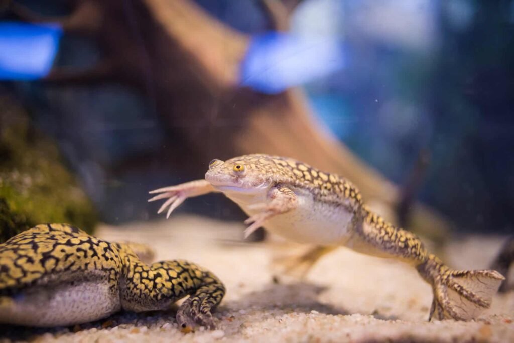 African Dwarf Frogs: Tiny Aquatic Wonders from West Africa