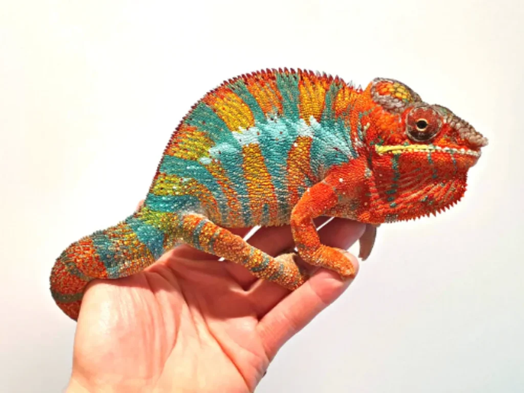 Panther Chameleons: The Living Rainbows of Madagascar