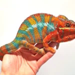 Panther Chameleons: The Living Rainbows of Madagascar