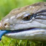 Blue-Tongued Skinks: The Charismatic Lizards with a Colorful Secret