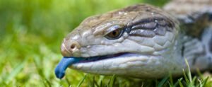 Blue-Tongued Skinks: The Charismatic Lizards with a Colorful Secret