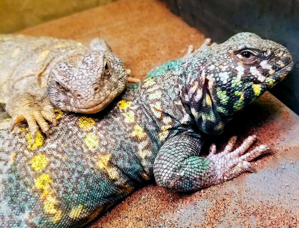 Uromastyx: The Colorful Desert Dwellers with Prehistoric Charm