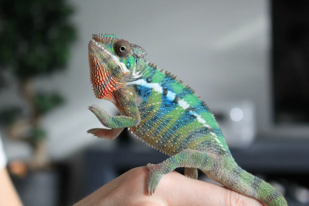 Panther Chameleons: The Living Rainbows of Madagascar