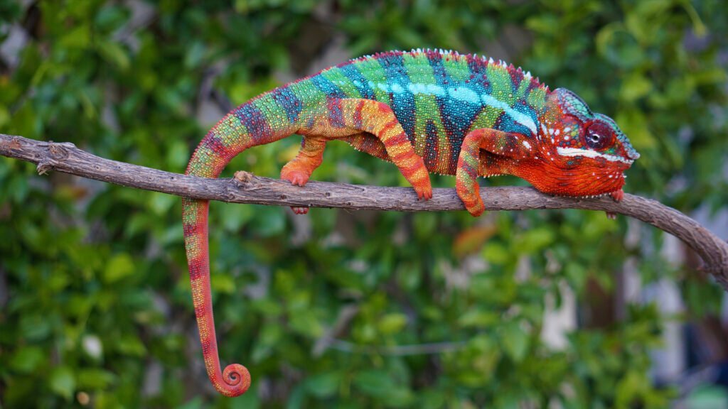 Panther Chameleons: The Living Rainbows of Madagascar