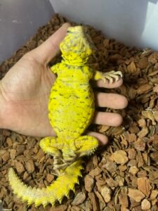 Uromastyx: The Colorful Desert Dwellers with Prehistoric Charm