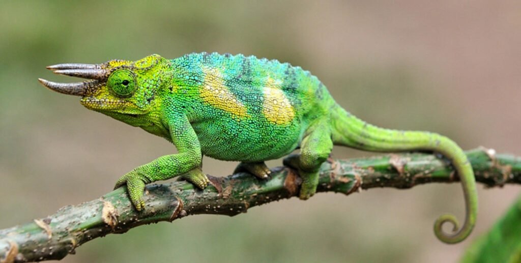 Jackson's Chameleons: The Three-Horned Wonders of East Africa