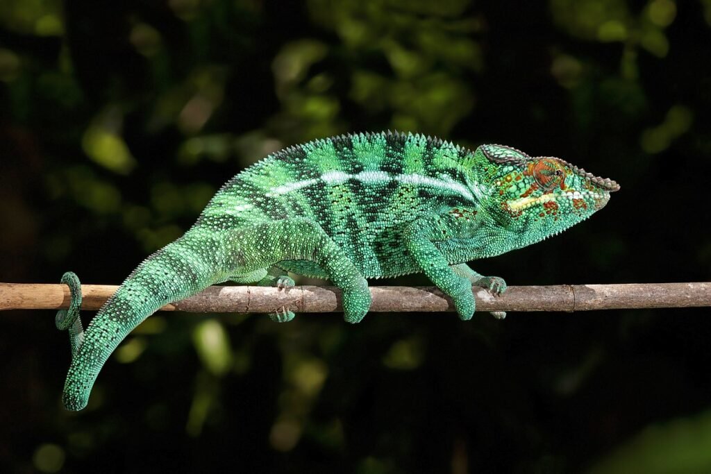 Panther Chameleons: The Living Rainbows of Madagascar