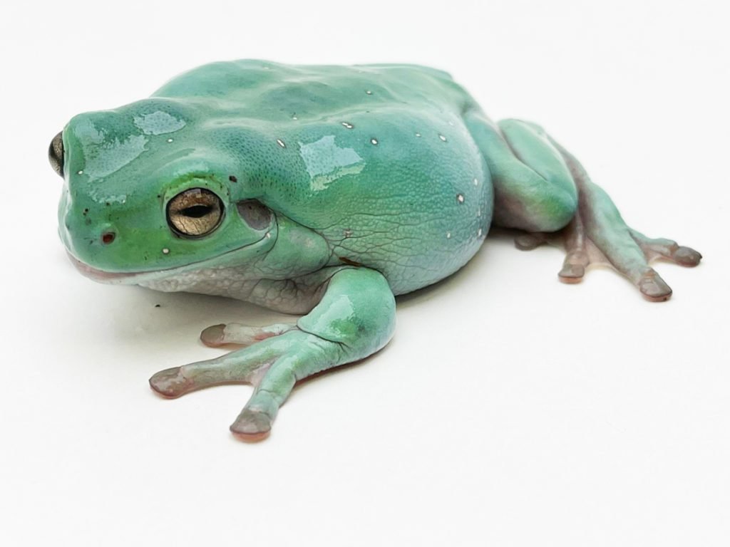 White's Tree Frogs: The Gentle Giants of the Amphibian World