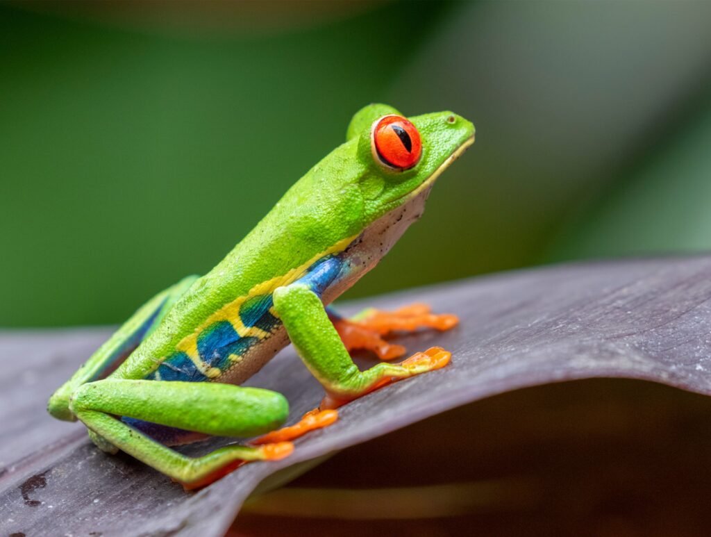 Red-Eyed Tree Frogs: Vibrant Canopy Dwellers of the Rainforest