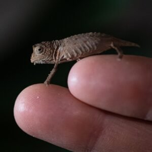 Pygmy Chameleons: The Miniature Marvels of the Chameleon World