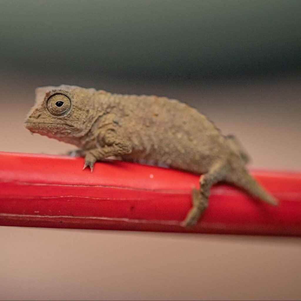 Pygmy Chameleons: The Miniature Marvels of the Chameleon World