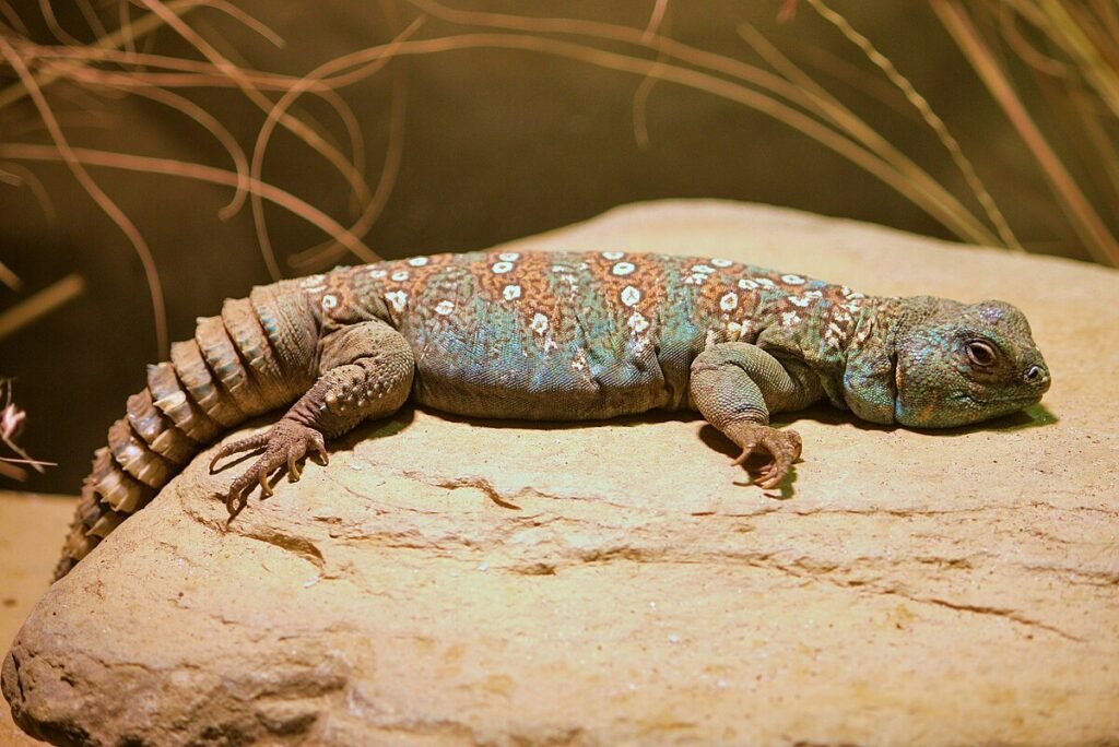 Uromastyx: The Colorful Desert Dwellers with Prehistoric Charm