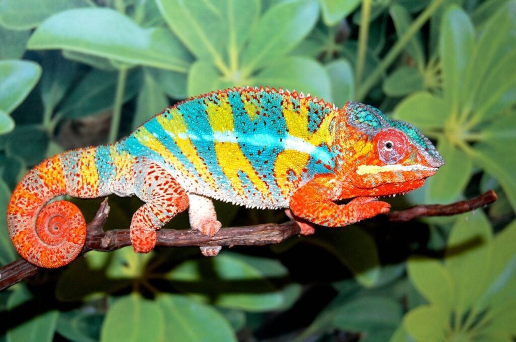 Panther Chameleons: The Living Rainbows of Madagascar