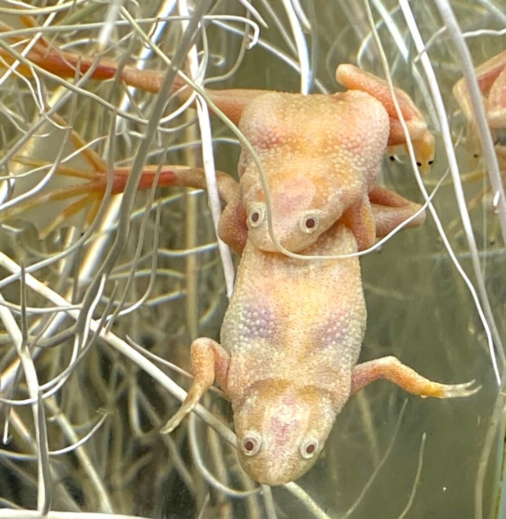 African Dwarf Frogs: Tiny Aquatic Wonders from West Africa