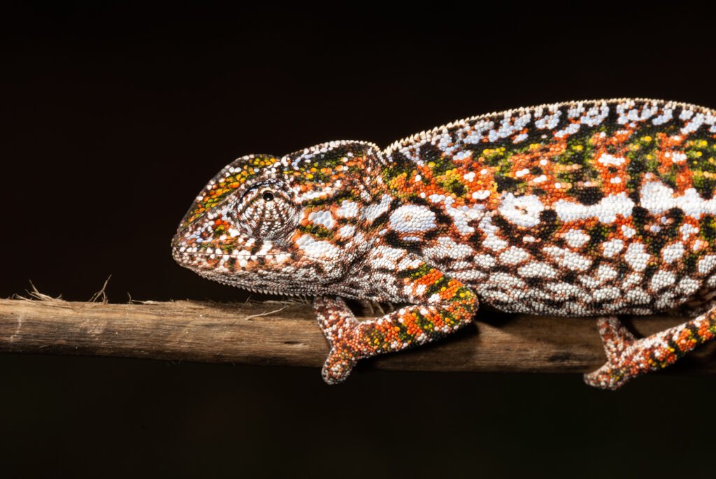 Carpet Chameleons: The Colorful Dwarfs of Madagascar