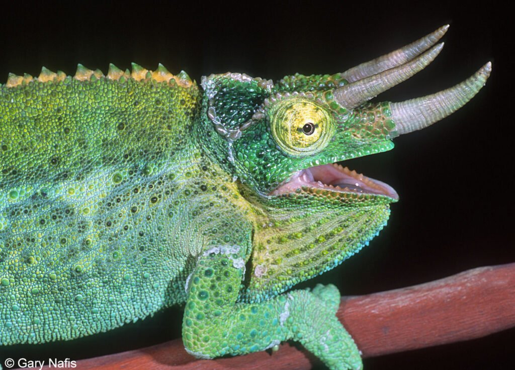 Jackson's Chameleons: The Three-Horned Wonders of East Africa