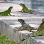 Green Iguanas: The Majestic Herbivores of the Reptile World