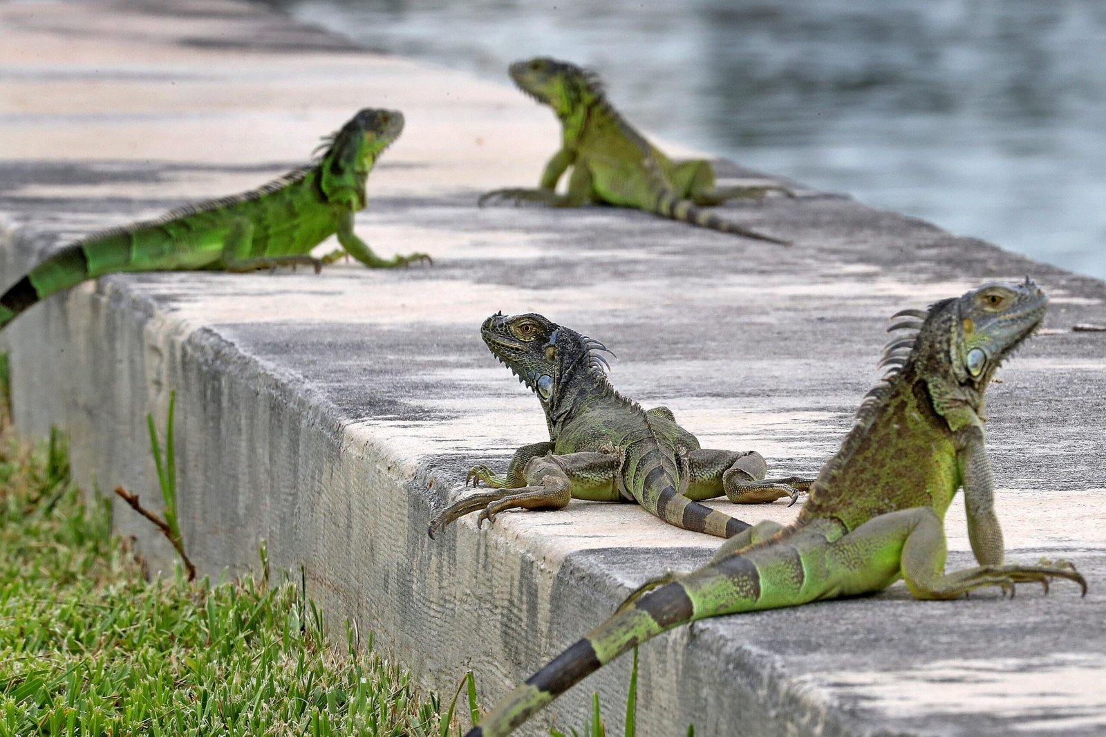 Green Iguanas: The Majestic Herbivores of the Reptile World