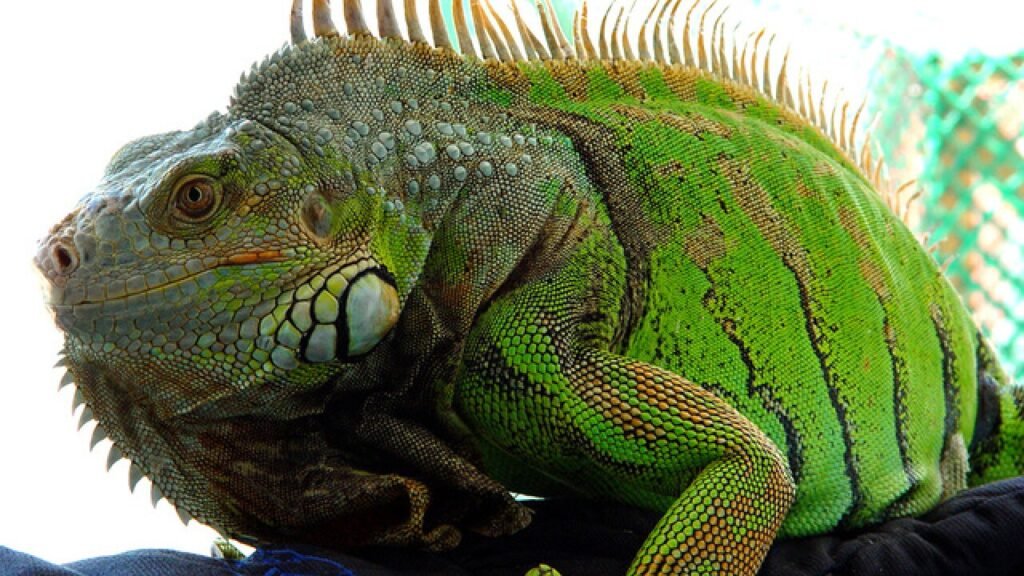 Green Iguanas: The Majestic Herbivores of the Reptile World