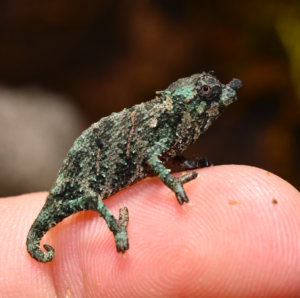 Pygmy Chameleons: The Miniature Marvels of the Chameleon World