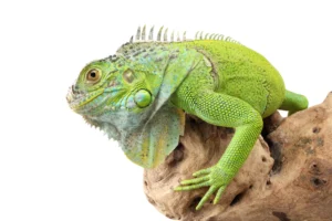 Green Iguanas: The Majestic Herbivores of the Reptile World