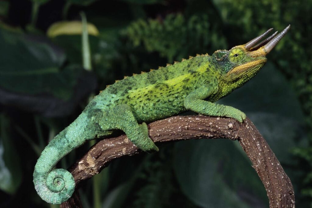 Jackson's Chameleons: The Three-Horned Wonders of East Africa