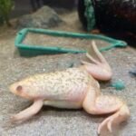 African Dwarf Frogs: Tiny Aquatic Wonders from West Africa