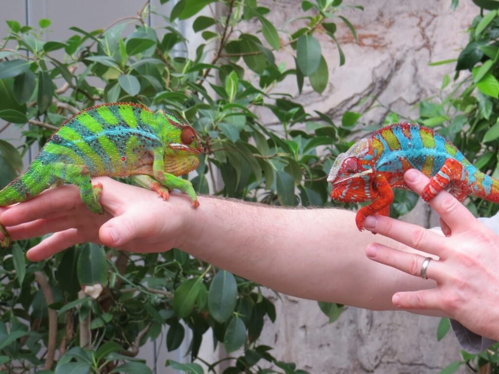 Panther Chameleons: The Living Rainbows of Madagascar