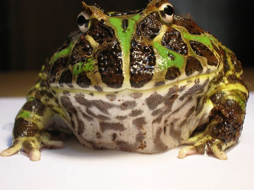 Pacman Frogs: The Voracious Amphibians with a Charming Smile