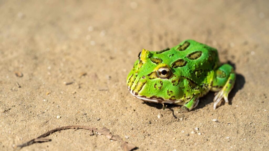 Pacman Frogs: The Voracious Amphibians with a Charming Smile