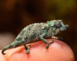 Pygmy Chameleons: The Miniature Marvels of the Chameleon World