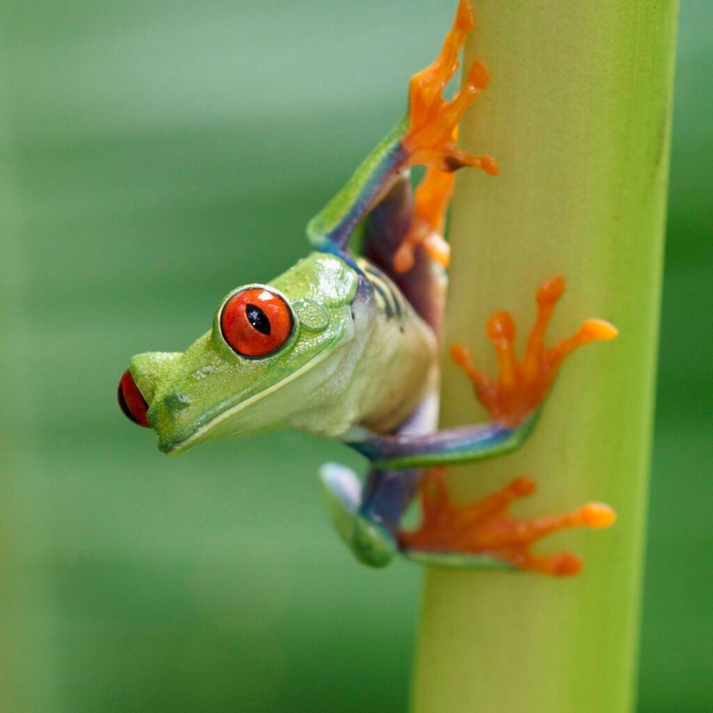 Red-Eyed Tree Frogs: Vibrant Canopy Dwellers of the Rainforest